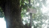 Hai cây sưa 400 năm tuổi “kêu cứu”