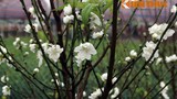 Mê mẩn ngắm hoa đào trắng hiếm hoi bung nở ở HN