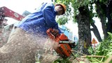 Công ty Beepro "biến mất", 106 cây cổ thụ ở đường Kim Mã bị di dời giờ ra sao?