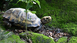 Tò mò loài rùa cực hiếm được phát hiện tại Khu bảo tồn Pù Hu