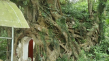 Tận mục cây sanh có bộ rễ khổng lồ “ôm” trọn ngôi miếu cổ