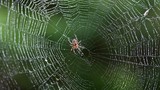  Cách đuổi nhện: Công thức độc đáo chỉ với vỏ cam
