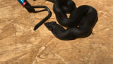 Ngả mũ thán phục loài rắn kỳ lạ có tài “giả mạo” xuất chúng