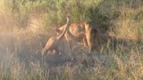 Video: Bầy sư tử đào hang tiêu diệt lợn rừng