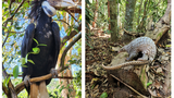 Thả 14 loài động vật cực hiếm về rừng tự nhiên VQG Bù Gia Mập