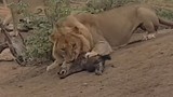 Video: Sư tử sát hại linh cẩu con cực kỳ dã man