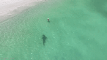 Cá mập ẩn nấp gần bờ biển, cô gái thoát chết trong gang tấc