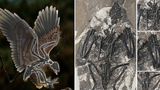 Tá hỏa loài chim mang đầu T-rex “hiện hình” từ cõi chết