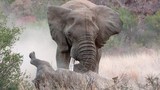 Kinh hoàng cảnh voi “điên” húc chết tê giác 