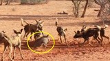 Video: Heo rừng “tả xung hữu đột” trong vòng vây của bầy chó hoang