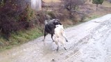 Video: Màn hỗn chiến không khoan nhượng giữa 2 chú chó 