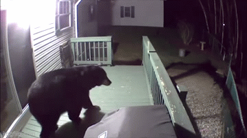 Video: Khoảnh khắc đáng sợ khi một con gấu khổng lồ đột nhập nhà dân