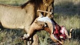 Video: Sư tử hạ linh dương trong “một nốt nhạc”