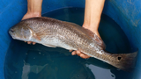 Kinh ngạc thứ quý như vàng trong bụng loài cá đắt nhất Việt Nam