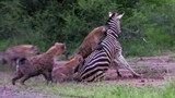 Video: Ngựa vằn "rơi xuống tận cùng nỗi đau" khi bầy linh cẩu truy sát