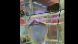 Video: Cá đuối tinh nghịch phun nước gây sốt trên mạng xã hội