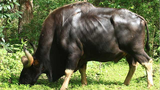 Sửng sốt loài bò tót khủng nhất thế giới xuất hiện ở Việt Nam