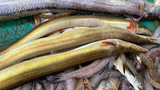 Sửng sốt 2 loài cá độc nhất Việt Nam: “Báu vật” tỷ đồng trong bụng! 