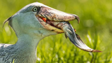 Ba loài chim nghiện săn thịt cá sấu: Số 2 là hậu duệ khủng long! 
