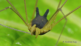 Sinh vật quỷ dị “mình nhện, đầu chó”, xuất hiện trước cả khủng long 