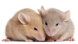 Loài chuột biết tưởng tượng giống hệt con người, chuyên gia nói sao?