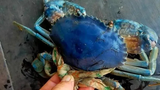 Soi cua biển xanh tím hiếm có bất ngờ xuất hiện ở Cà Mau