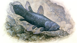 Loài cá cổ đại tái xuất thần kỳ sau 65 triệu năm tuyệt tích
