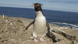 Chú chim cánh cụt e thẹn đáng yêu mê hoặc cư dân mạng