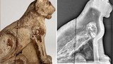 Xác ướp mặt chó được tìm thấy ở Ai Cập