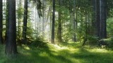 Những loài cây thiêng trong văn hóa dân gian Phần Lan
