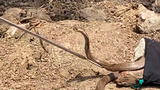 Giải cứu rắn hổ mang mắc kẹt trong giếng