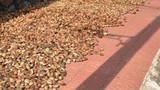 Thứ mọc dại ở Việt Nam trước rụng đầy, nay bán 600.000 đồng/kg