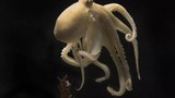 Tại sao bạch tuộc ăn trứng và gặm tay của mình?