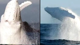 Truy tìm dấu vết của cá voi lưng gù bạch tạng nổi tiếng của Australia