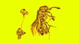 Kỳ lạ miếng hổ phách có con ong bắp cày 30 triệu năm tuổi