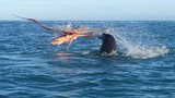 Video: Bạch tuộc khổng lồ tử chiến trước hải cẩu