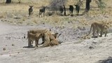 Video: Linh dương đầu bò bỏ mạng vì bị sư tử tập kích bất ngờ