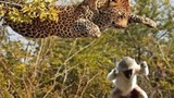 Video: Báo dùng “khinh công” bay trên cây để giết khỉ