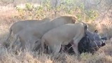 Video: Cuộc chiến ác liệt giữa trâu rừng với 4 con sư tử