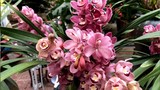 Sau Tết Nguyên đán, 5 loại hoa tại chợ hoa sẽ giảm giá