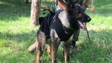 Mexico tưởng niệm cho chú chó cứu hộ thiệt mạng ở Thổ Nhĩ Kỳ