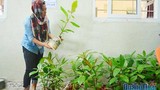 Ươm trồng bàng vuông bán cho du khách ở đảo Lý Sơn