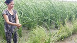 Thực vật giống cây lúa cao 2 m nghi nhập từ Đài Loan