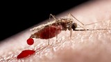 8 lí do tại sao muỗi cứ thích “đớp” bạn mà không phải người khác