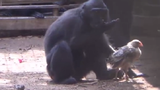 Lạ: Khỉ đen nhận nuôi gà con như con đẻ
