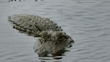 Siêu bão Harvey: Lo ngại hàng trăm con cá sấu sổng chuồng
