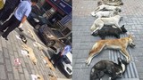 Trung Quốc: Chủ nhà hàng đi săn trộm chó hàng xóm về làm lẩu