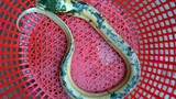 Sóc Trăng: Nông dân bắt được lươn lạ có màu ánh kim