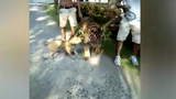 Quái dị: Hổ lớn bị chó nhỏ dọa sợ co rúm người bỏ chạy