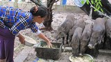 Làm giàu ở nông thôn: Thả heo bản trên cát, cứ nuôi là “phát“